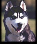  Siberian Husky 